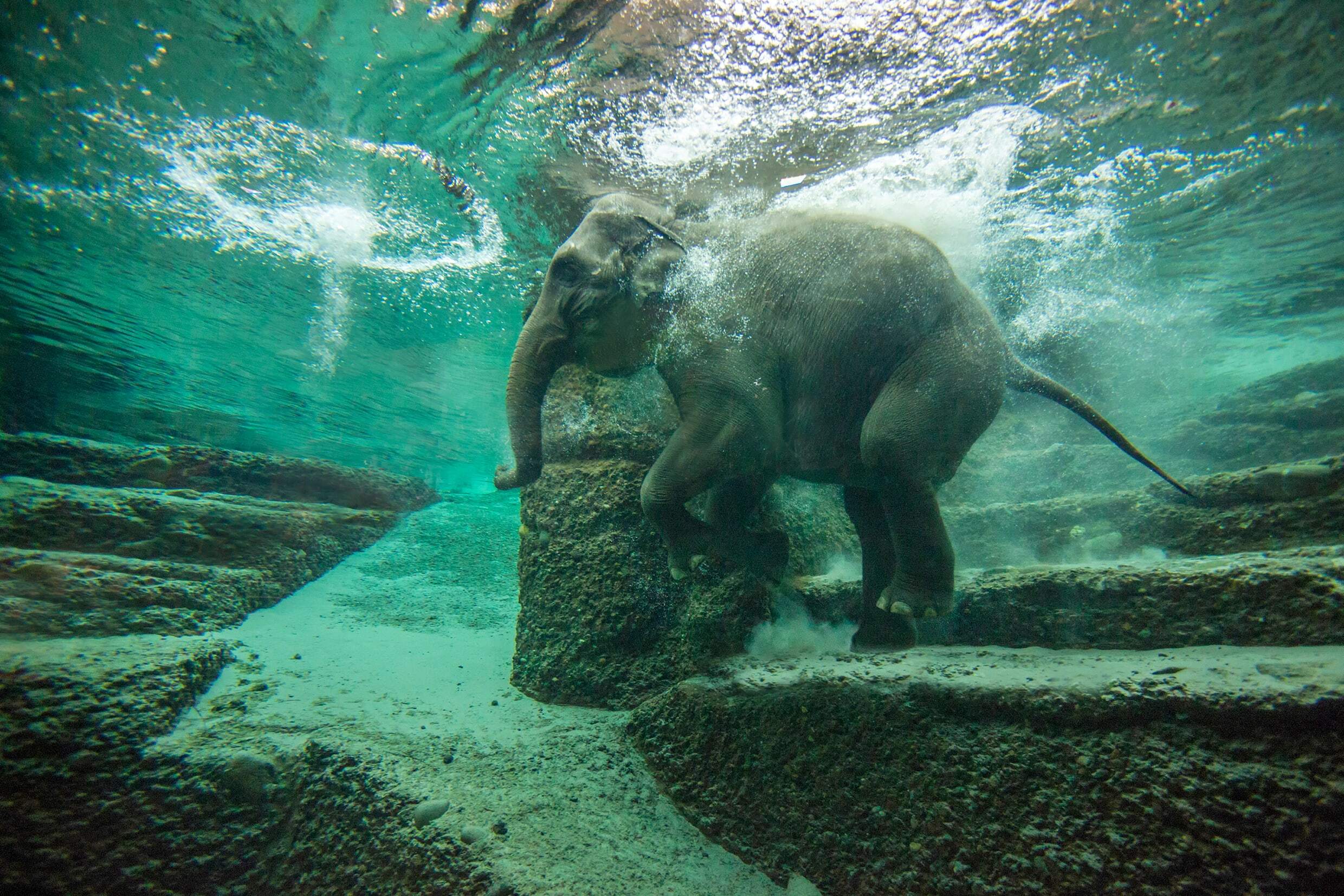 Elephant Swimming